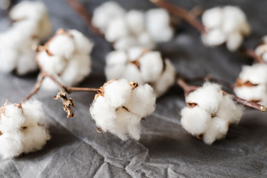 Cotton plant branches