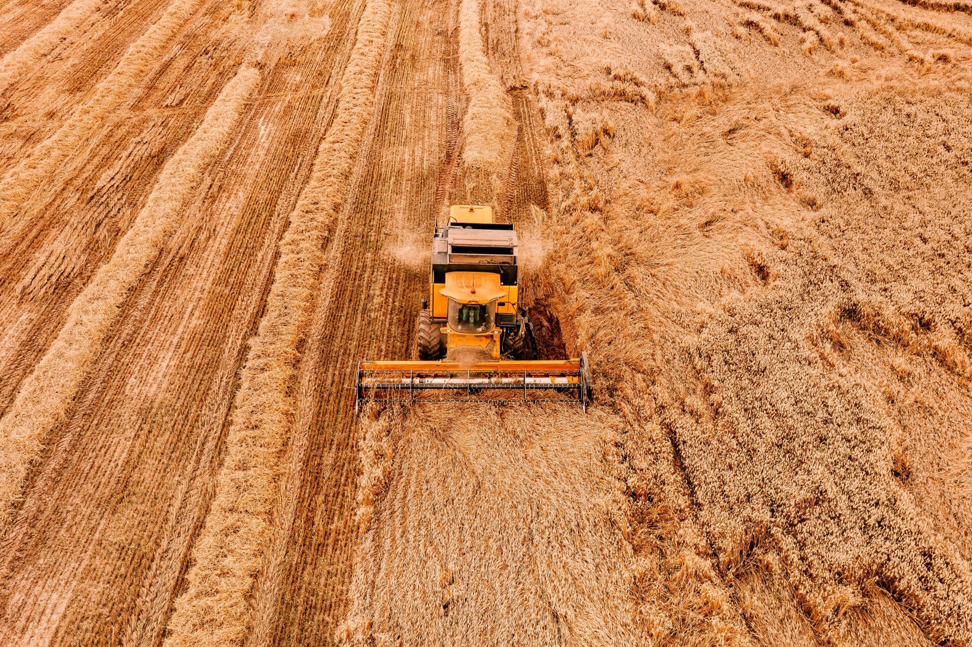 Combine harvester working golden wheat fields